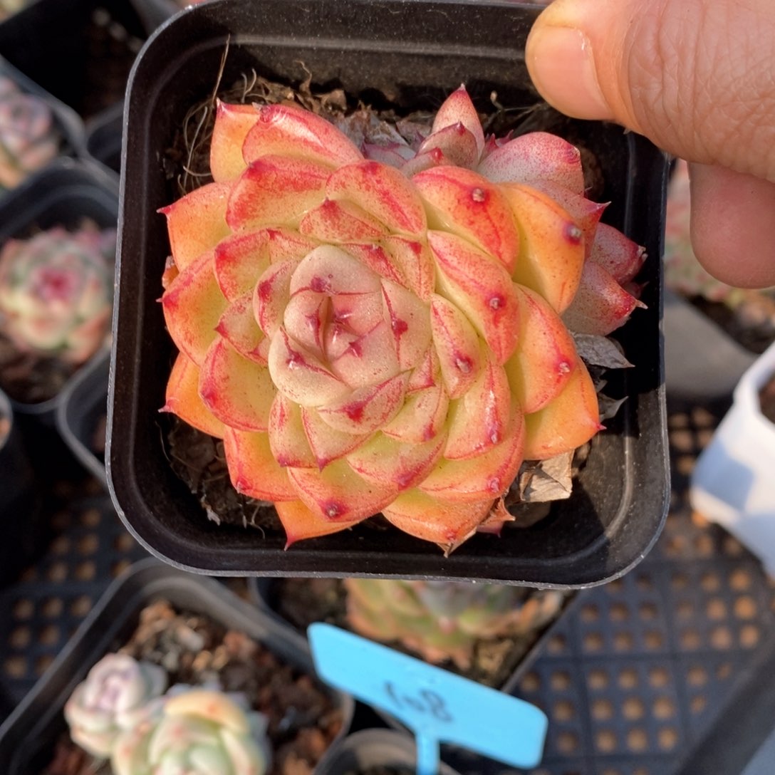 精品多肉一物一拍不包整25