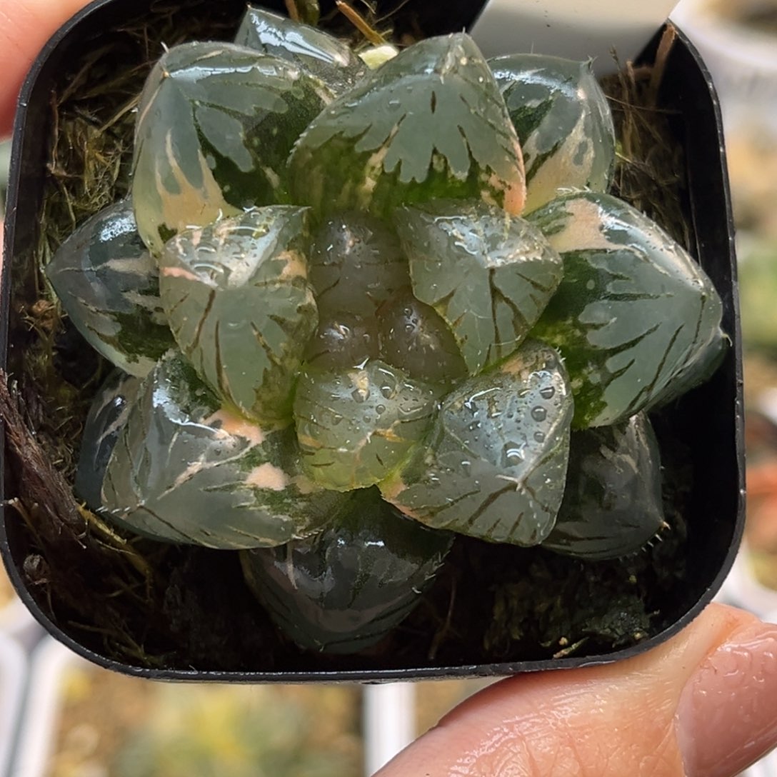 28大窗OM玉露锦福利专场