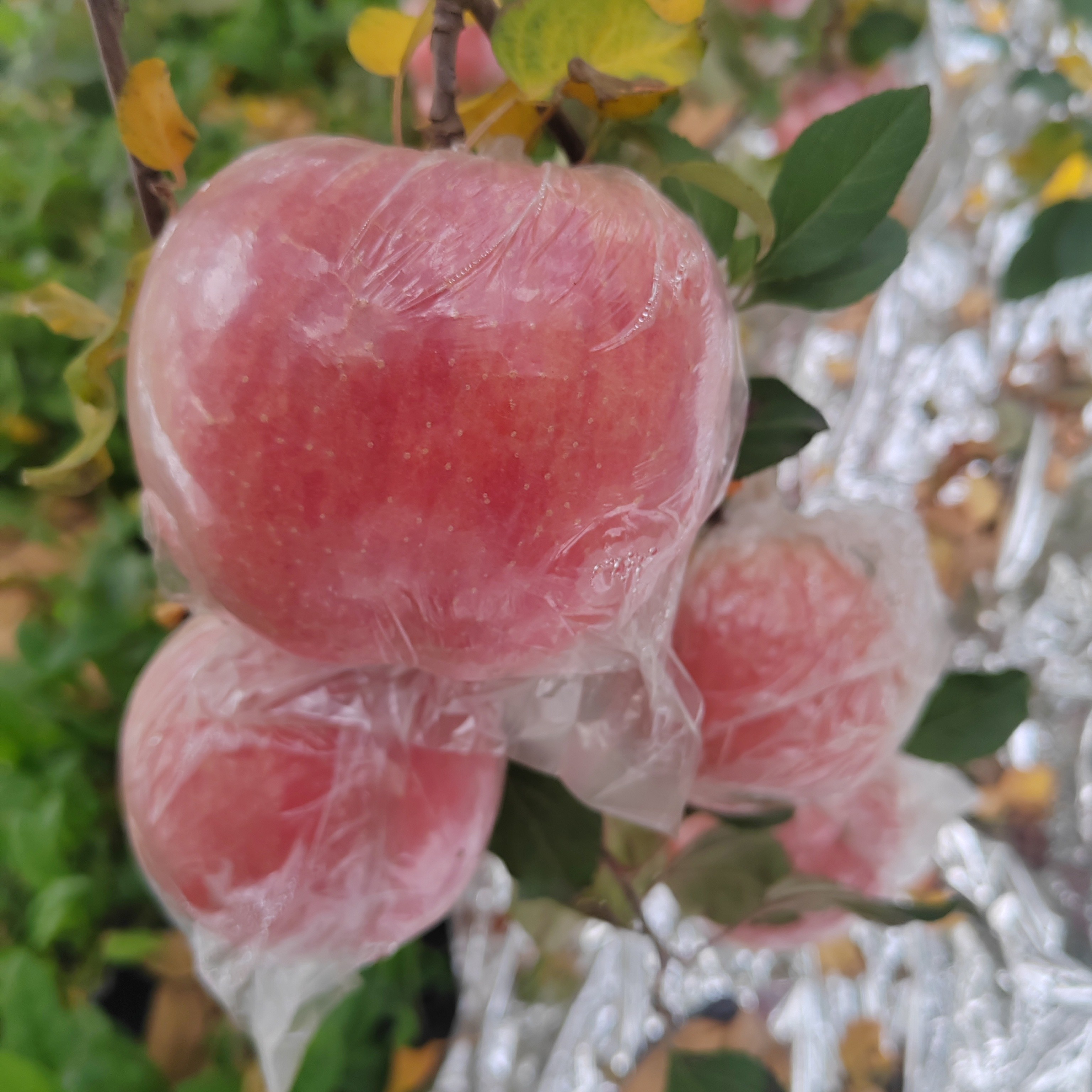 山西临猗农家现摘十斤装脆甜无农药水裂纹丑苹果红富士冰糖心苹果