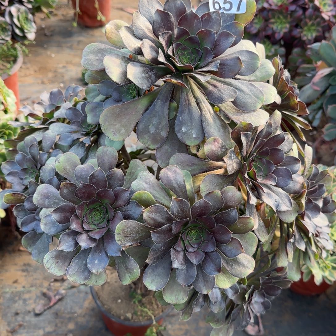 炫彩圆叶657满20包邮断枝不包