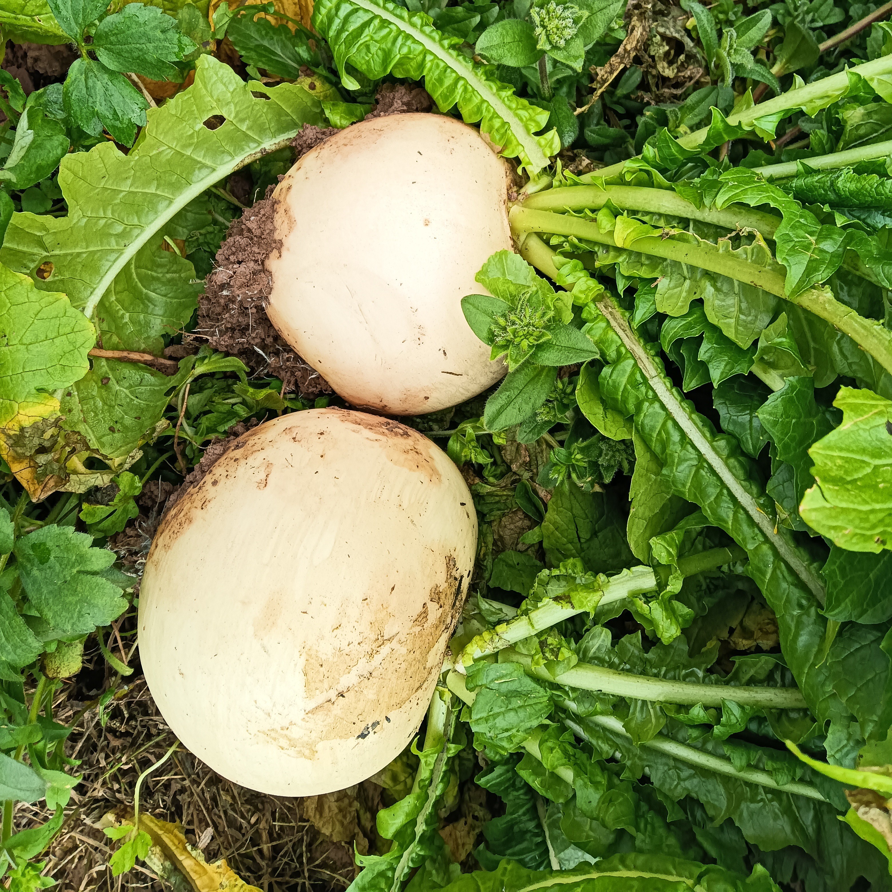 新鲜白萝卜春不老脆甜圆萝卜蔬菜重庆泡酸萝卜炒菜腌制酸菜农产品