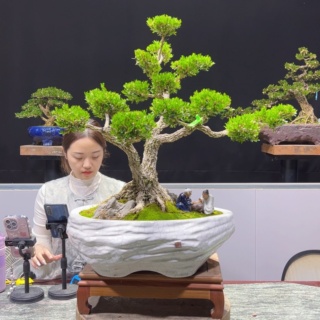 四季常青老桩黄杨盆景