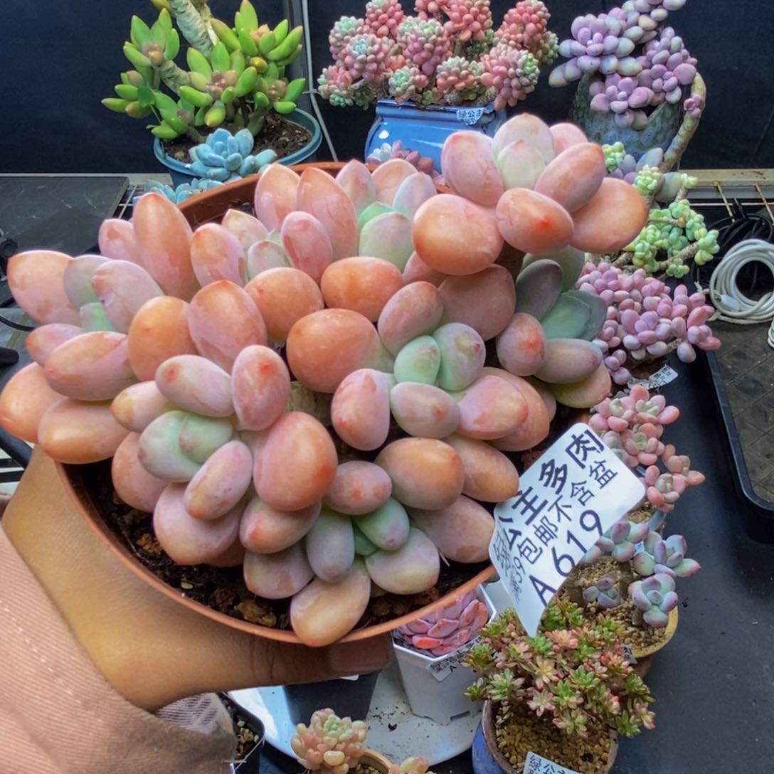 619花朵洛神多肉9c m