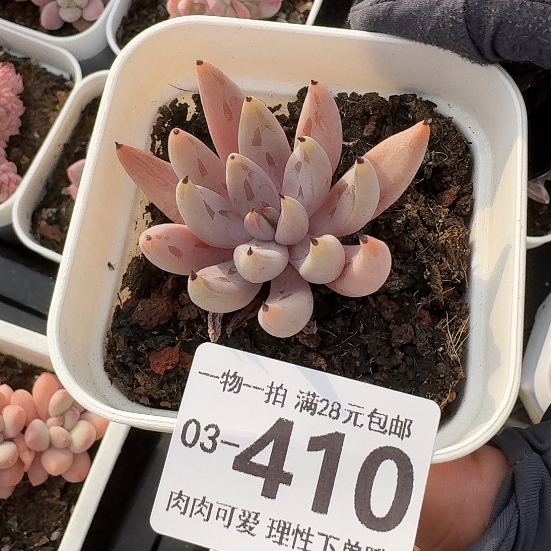 魔爪无盆土发货无