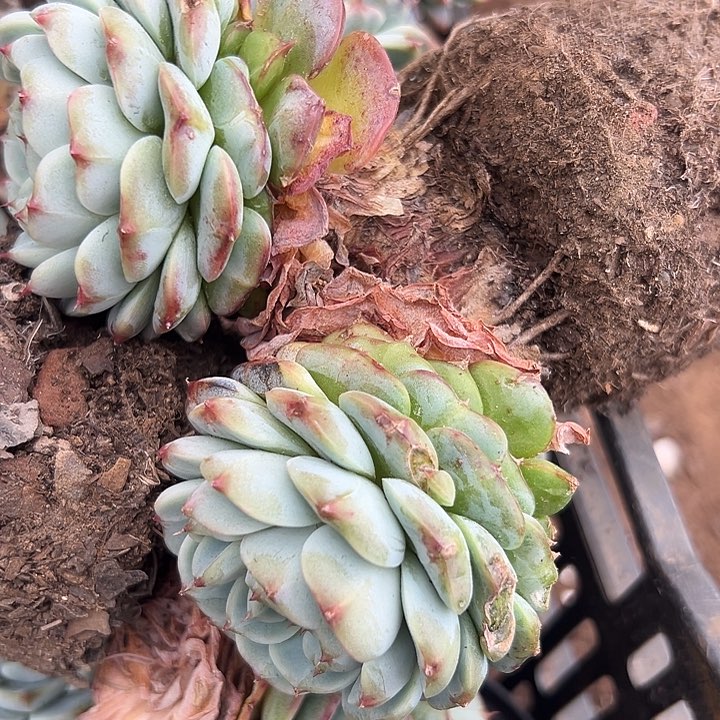无花朵天鹅绒小树。    