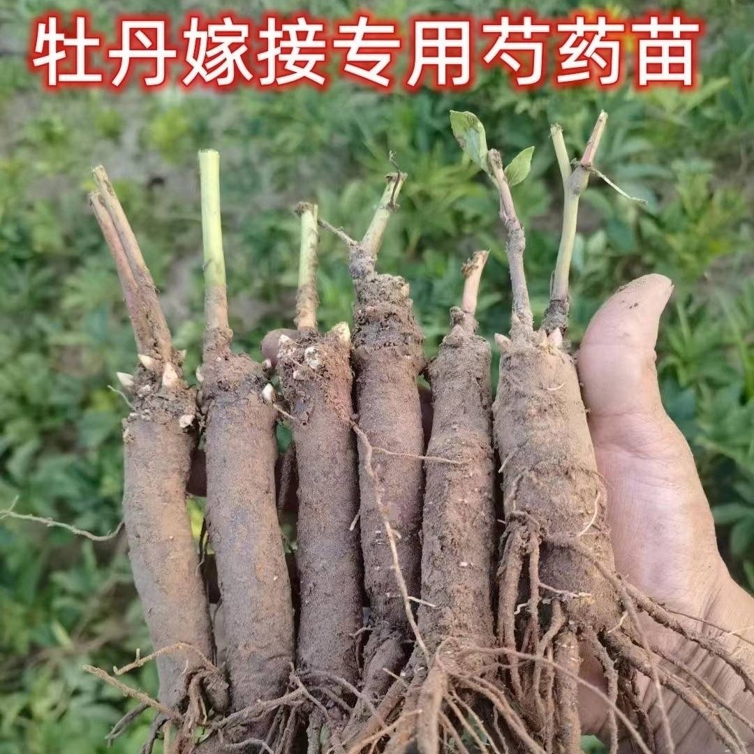 菏泽正宗牡丹嫁接苗菏泽牡丹芍药嫁接苗新款芍药嫁接根二年苗
