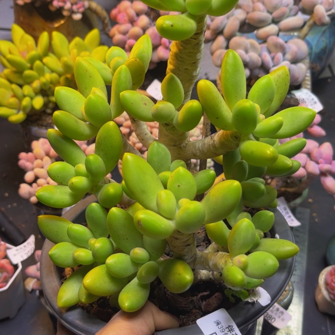 芒果奶酪410/17cm有砍