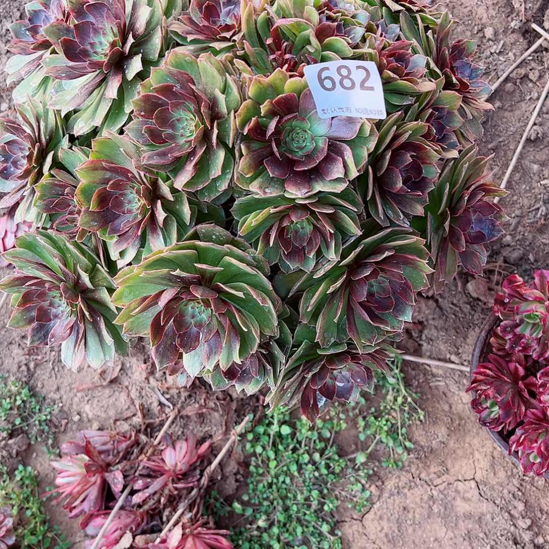 无花朵多肉植物682