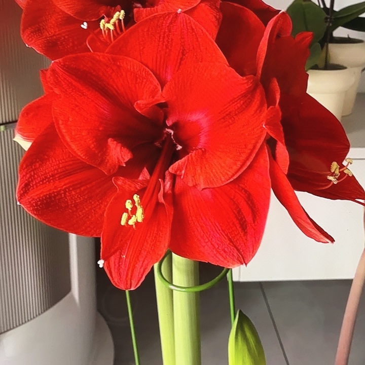 星年快乐直径7+好球