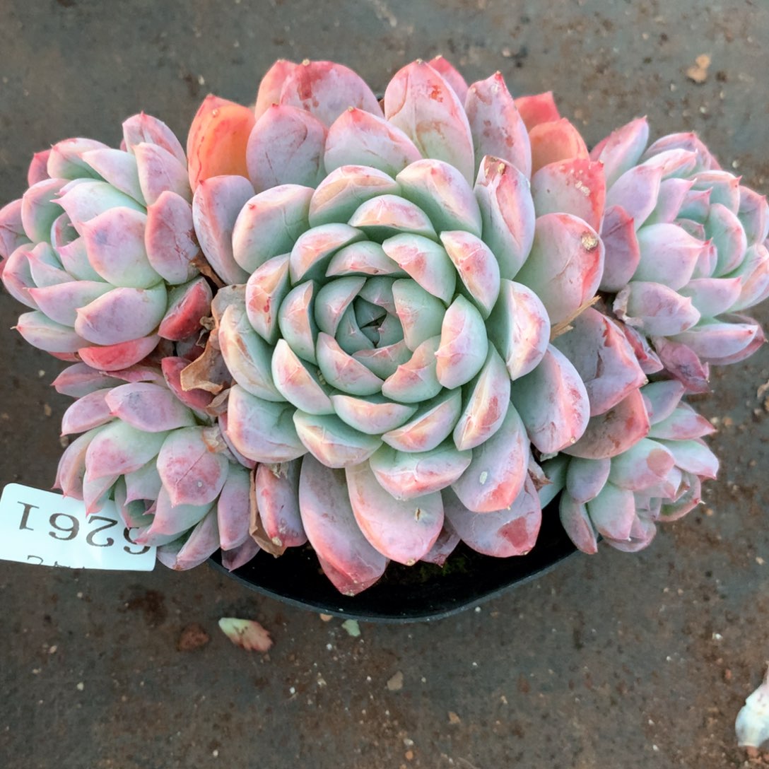 6261不包整散掉头不售后