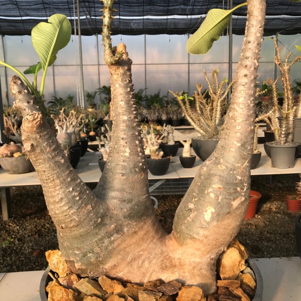巴洛尼（巴氏棒槌）（Pachypodium baronii）