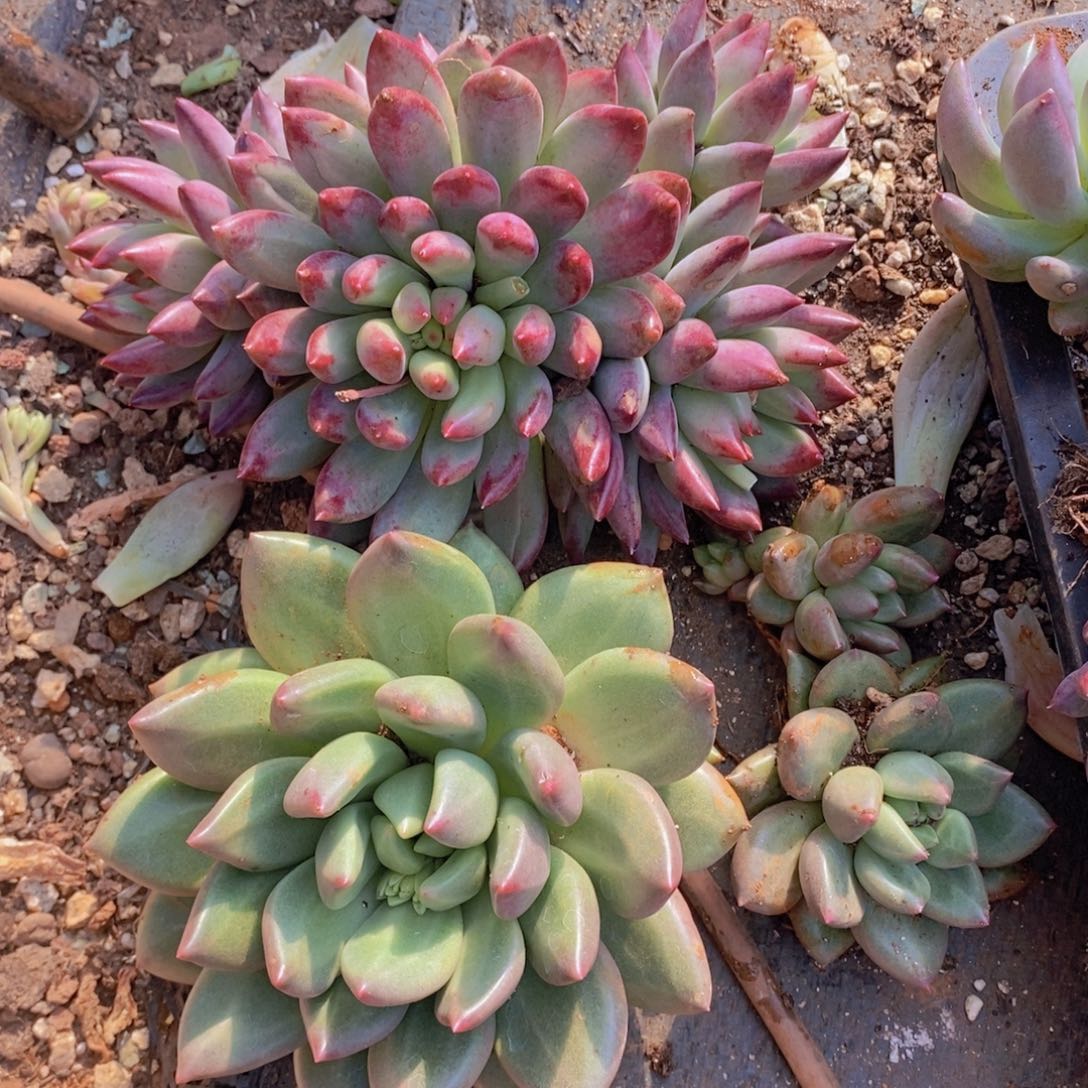 多肉植物多肉植物多肉植物