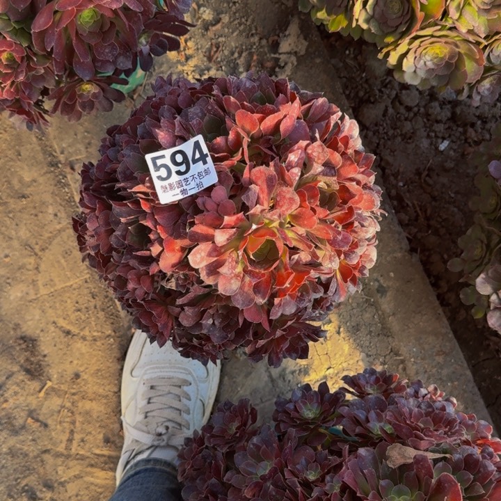 荷兰玫瑰27-47包邮