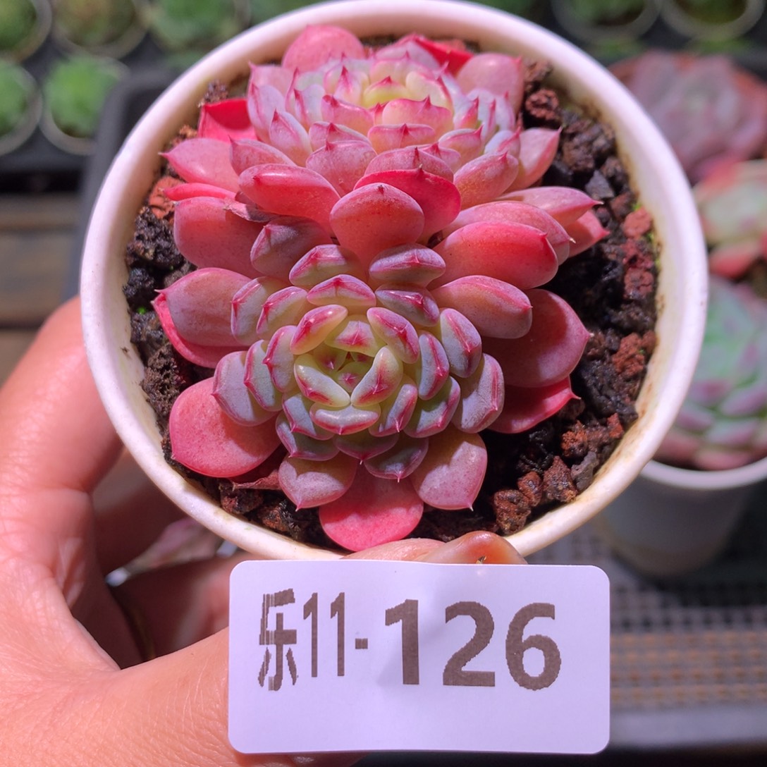 乐然11-126 哈尼双头 