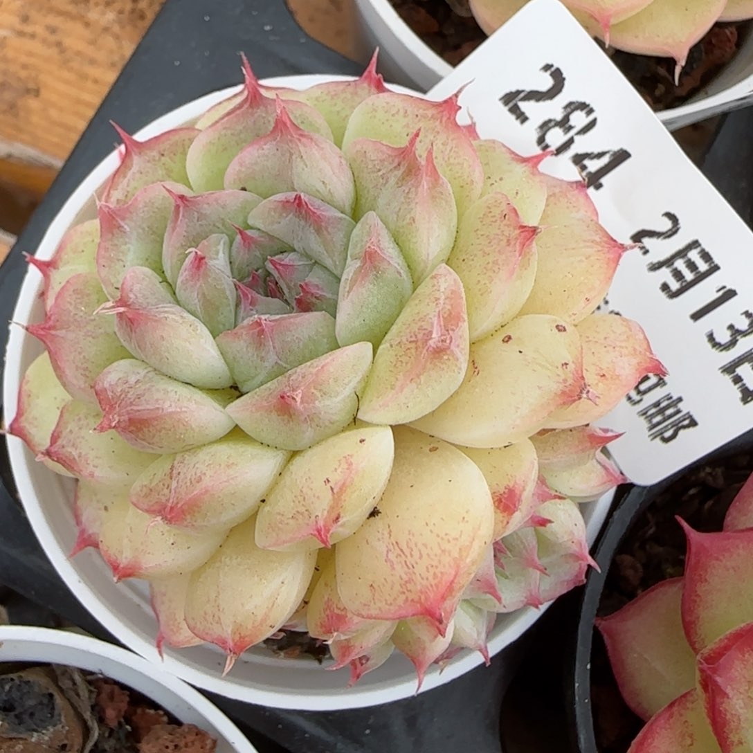 花语逸境0213-284