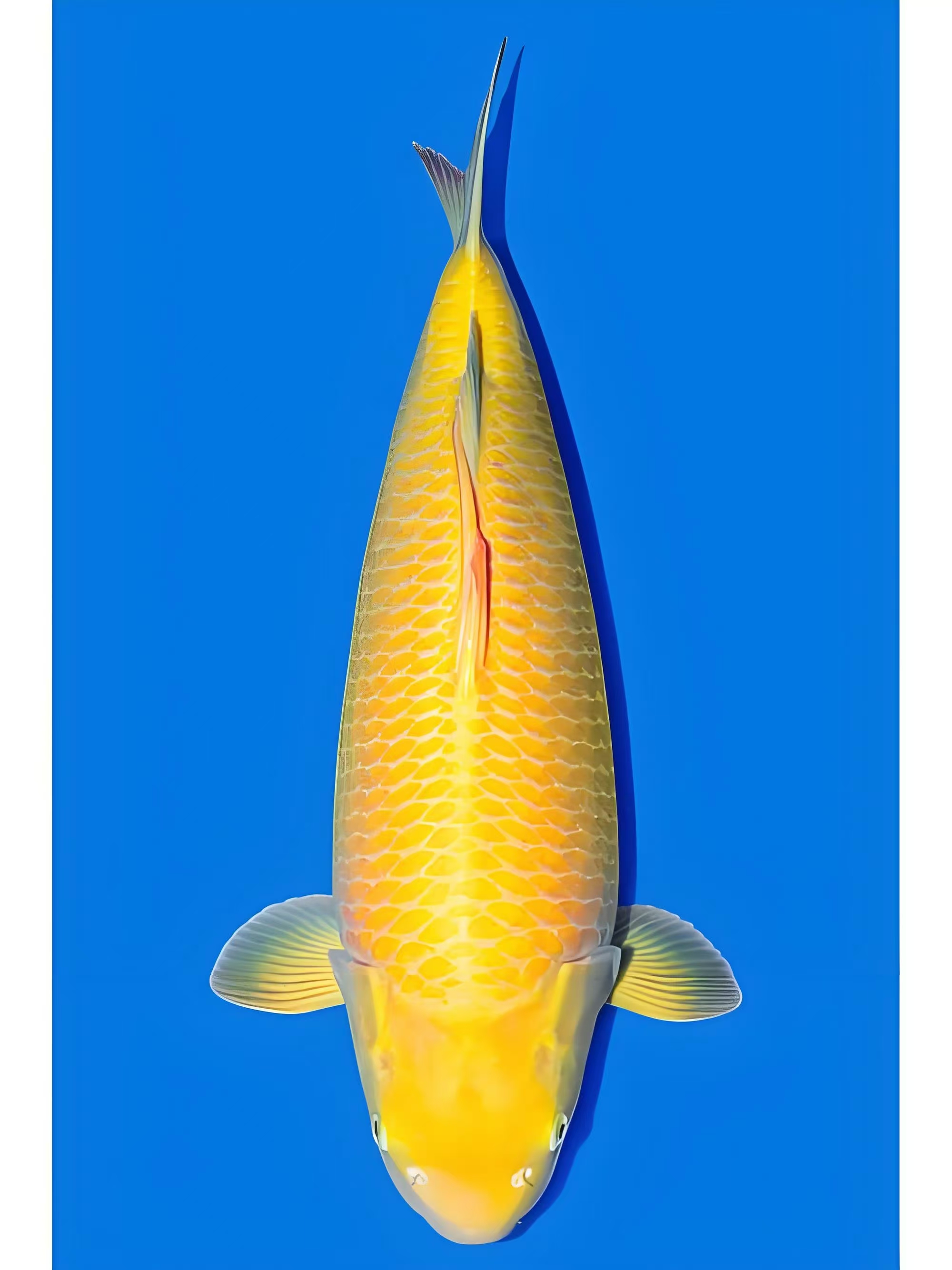 黄猿芥子锦鲤，海南新疆内蒙西藏限购