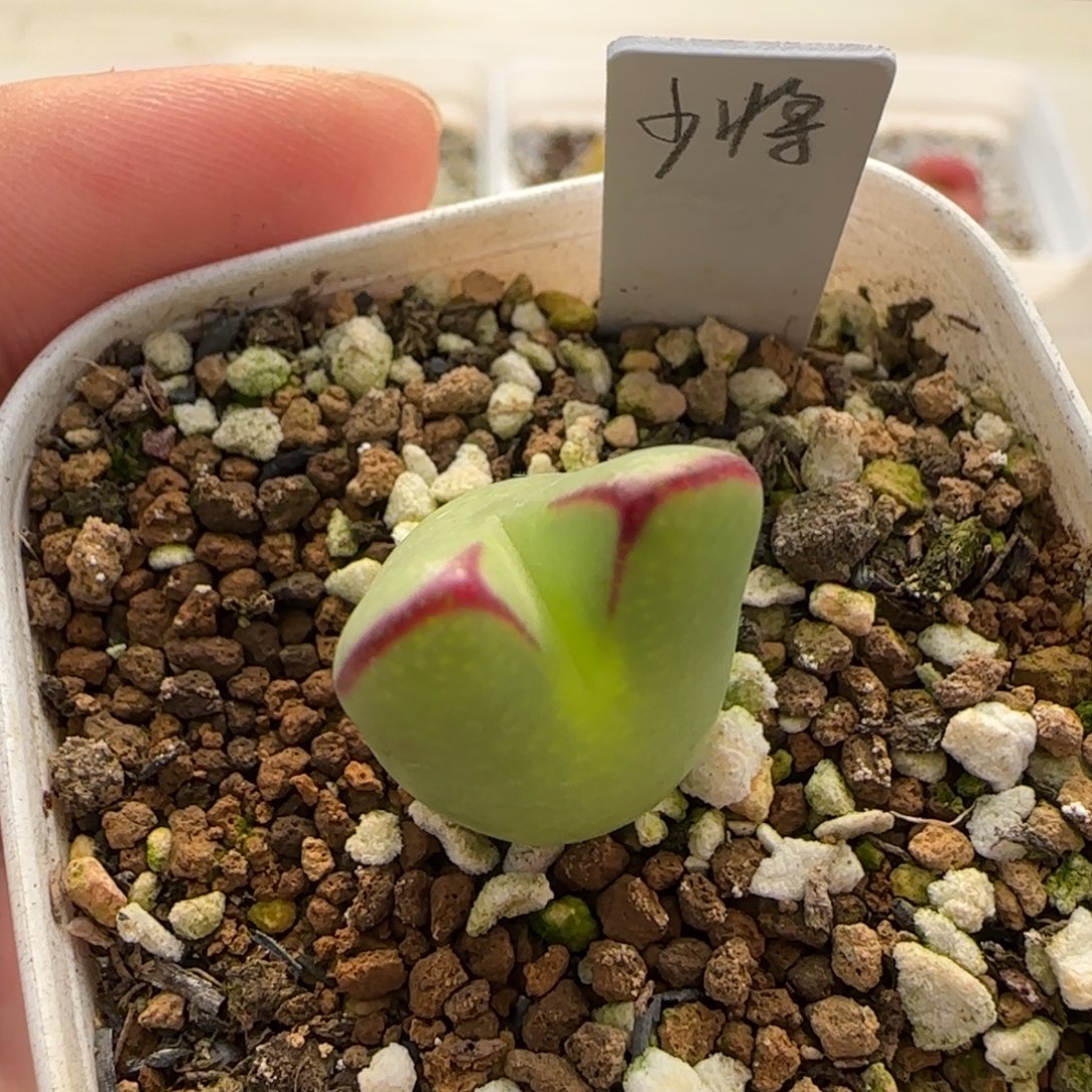 1.3。       少将。    2006