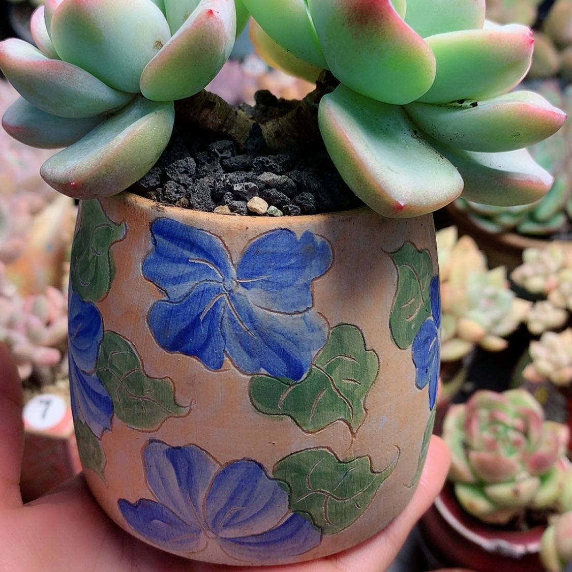 【闪购商品】彤彤盆