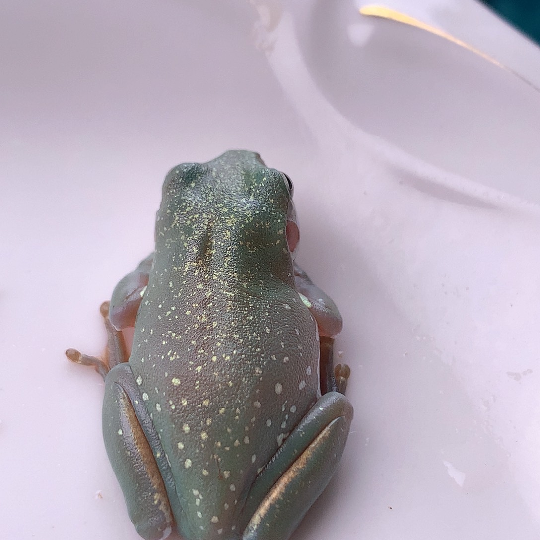 老爷树蛙6号梦幻金沙！