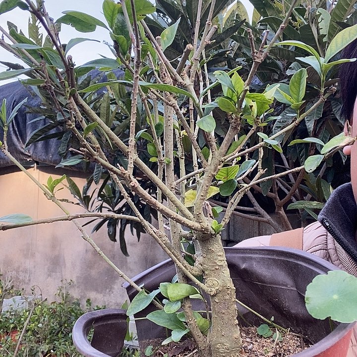 完全开放处理4棵老桩栀子花9:9的