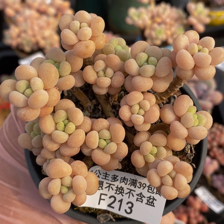 花朵鱼子酱8cm213多肉植物