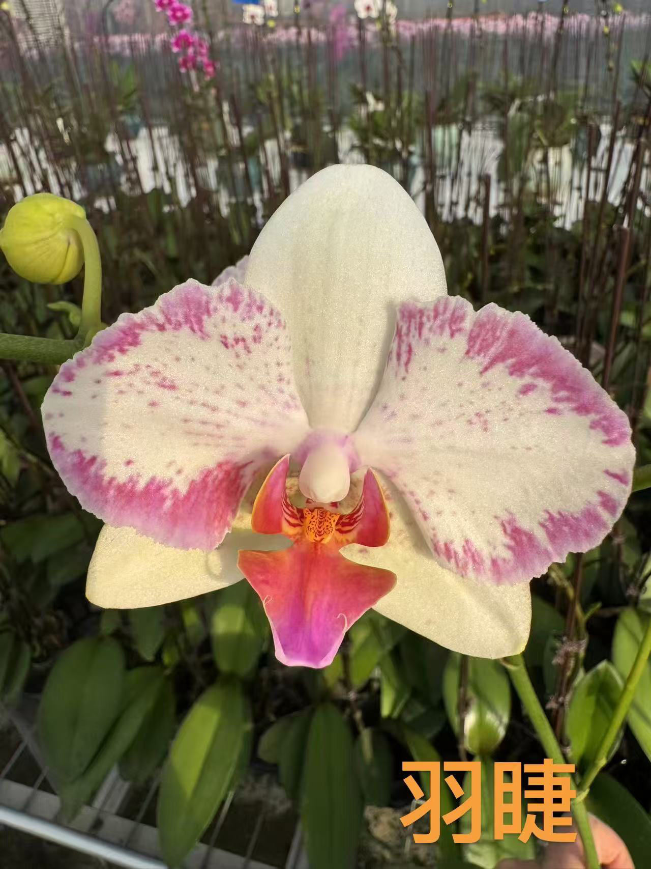 羽睫｜3.0寸蕾丝边蝴蝶兰带花剑粉色中的颜值天花板