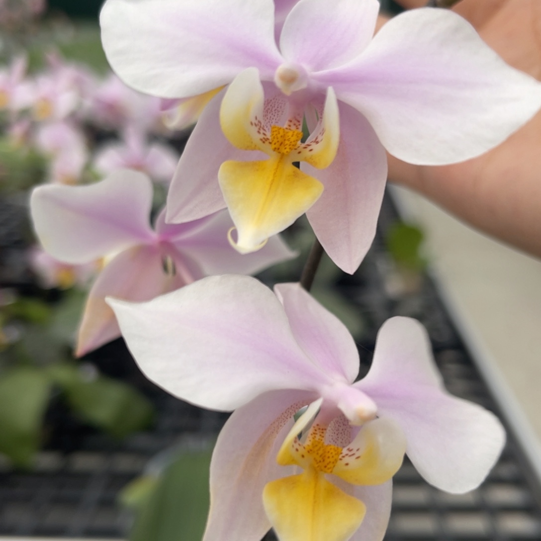 完全开放814 Jg2337