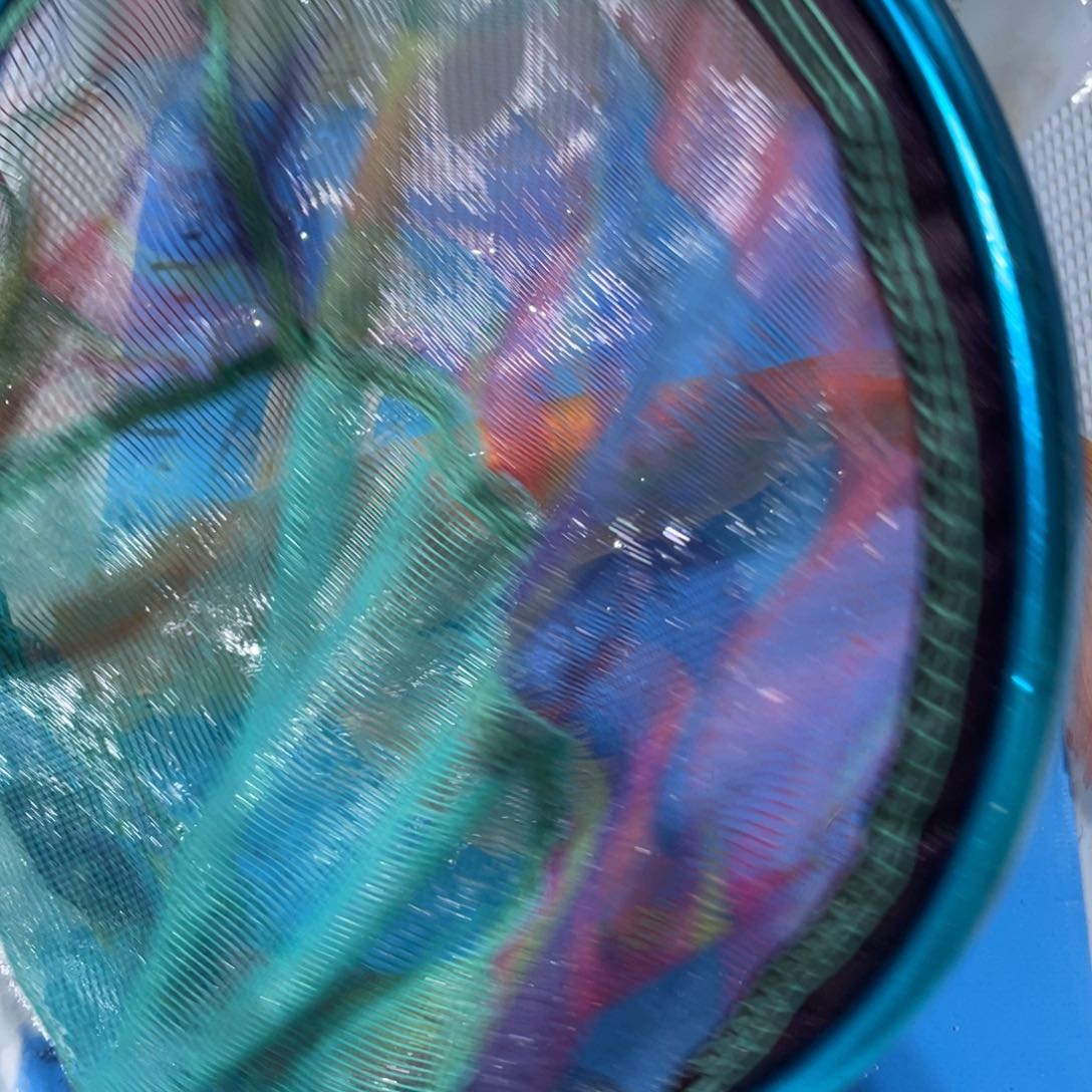 锦鲤锦鲤包邮蝴蝶鲤鱼