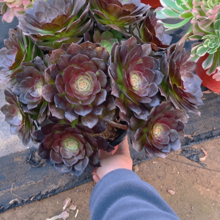 613黑魔法师多肉断枝不售后