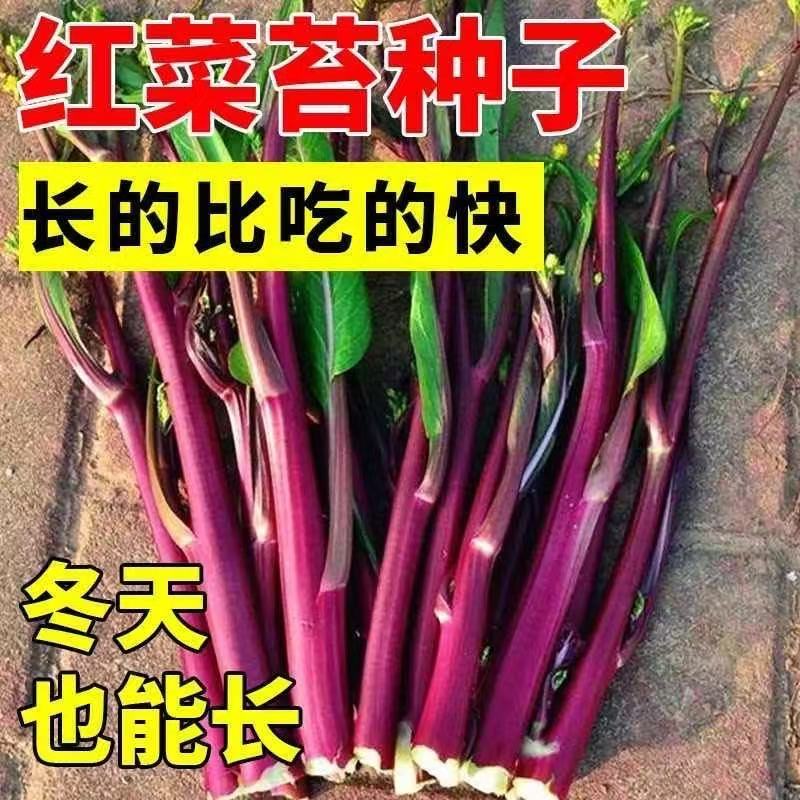 【割完就长】红菜苔四季菜心脆甜新鲜红菜苔蔬菜多汁紫皮红菜苔
