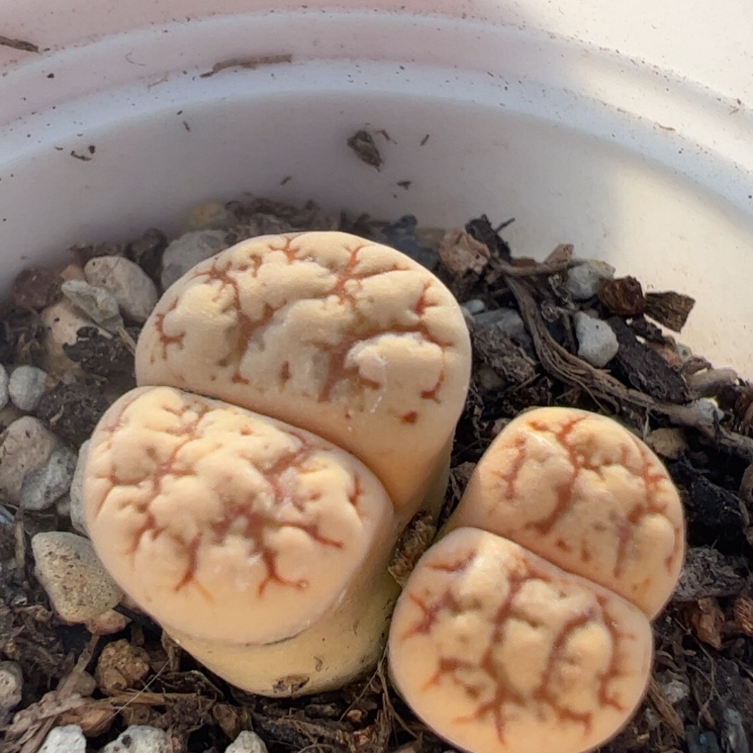 云映玉双头多肉植物