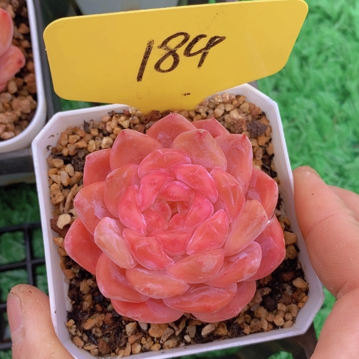 多肉植物，开心多肉，一物一拍