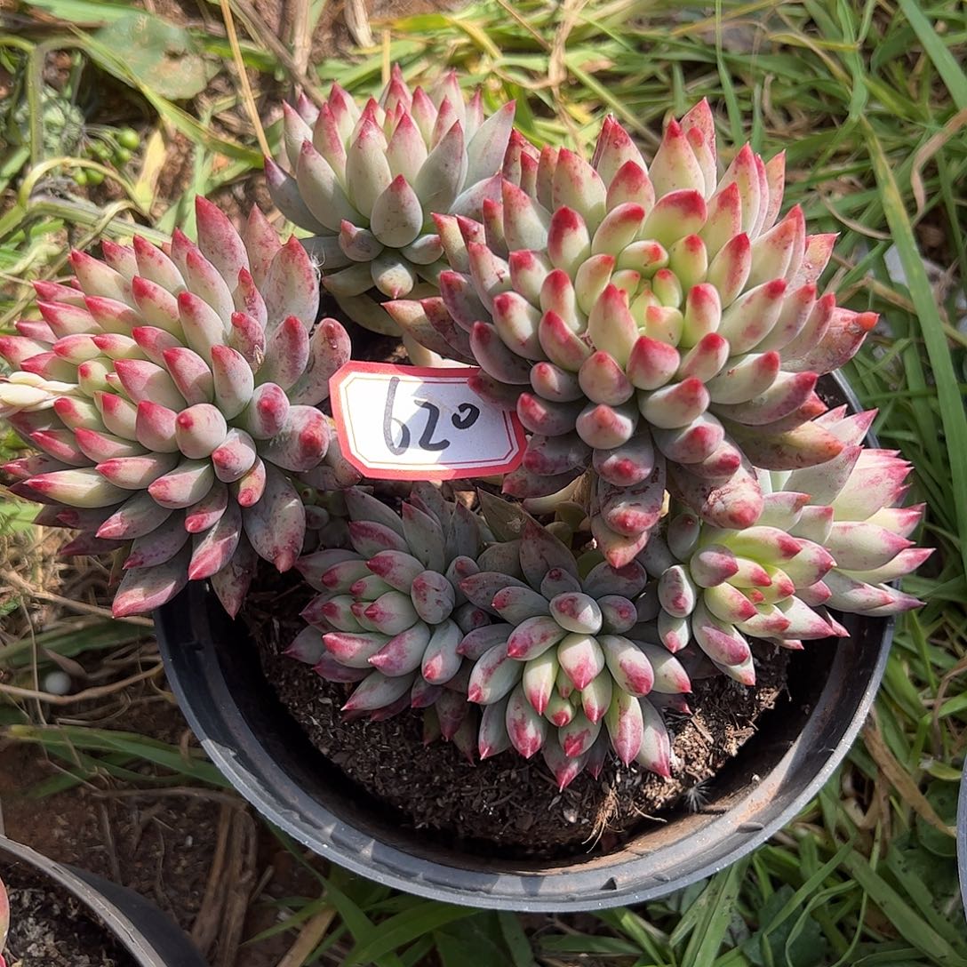 620号虞美人，一物一拍