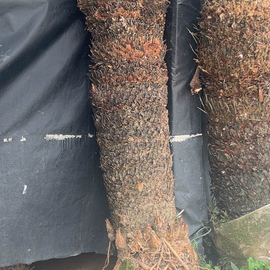 大部分花苞少量开放