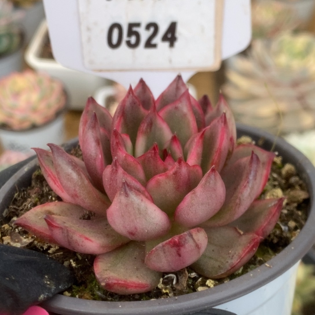 524野马锦锦锦锦锦锦