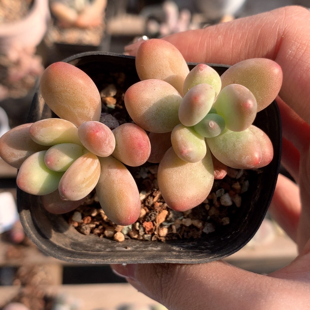 苹果奶苹果奶苹果奶多肉