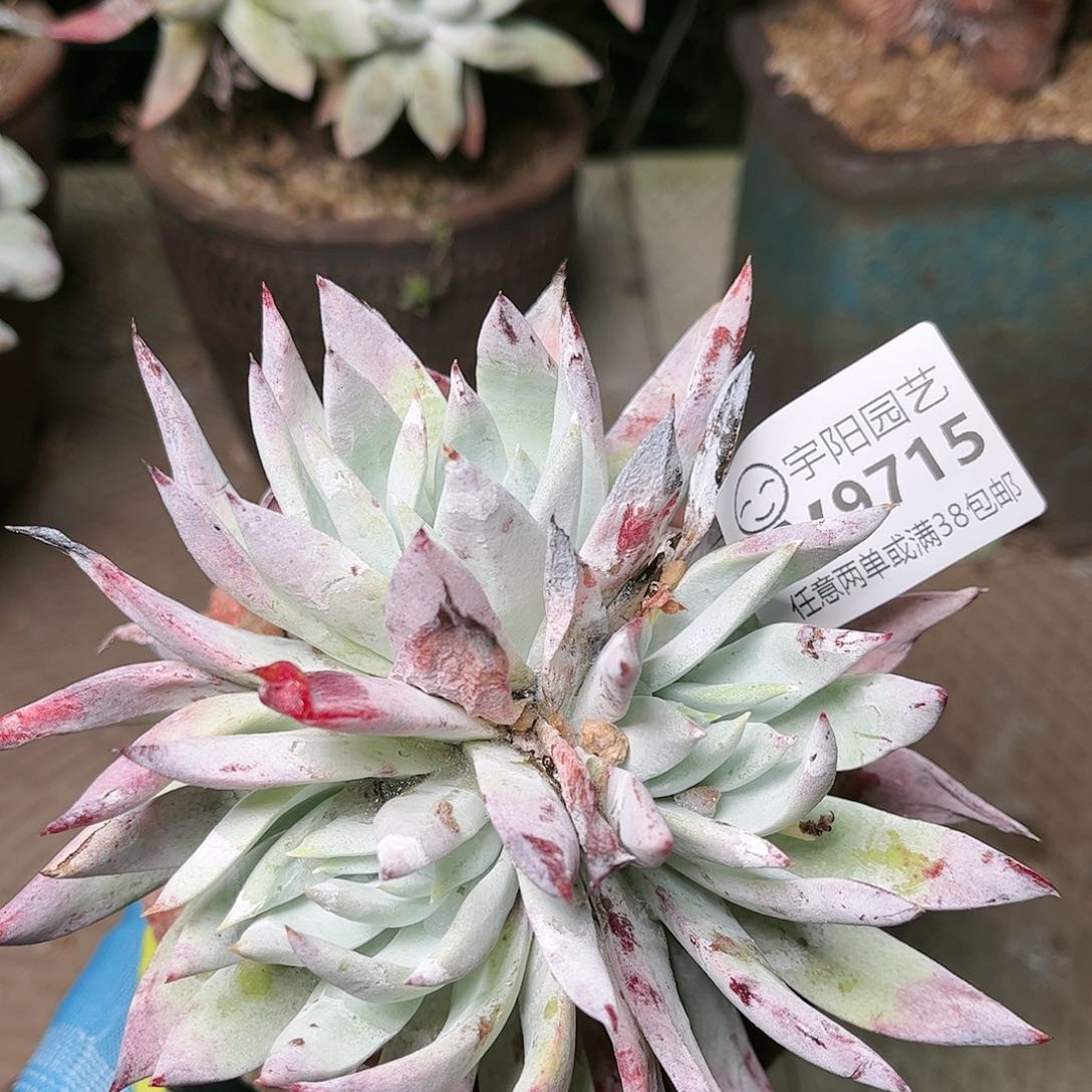 9715阿金你仙女杯多肉