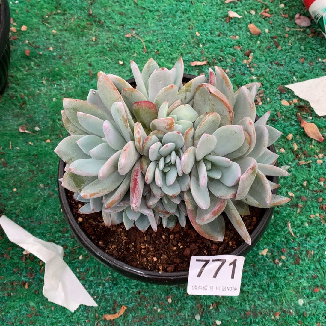 771奶茶多肉植物！！！！？