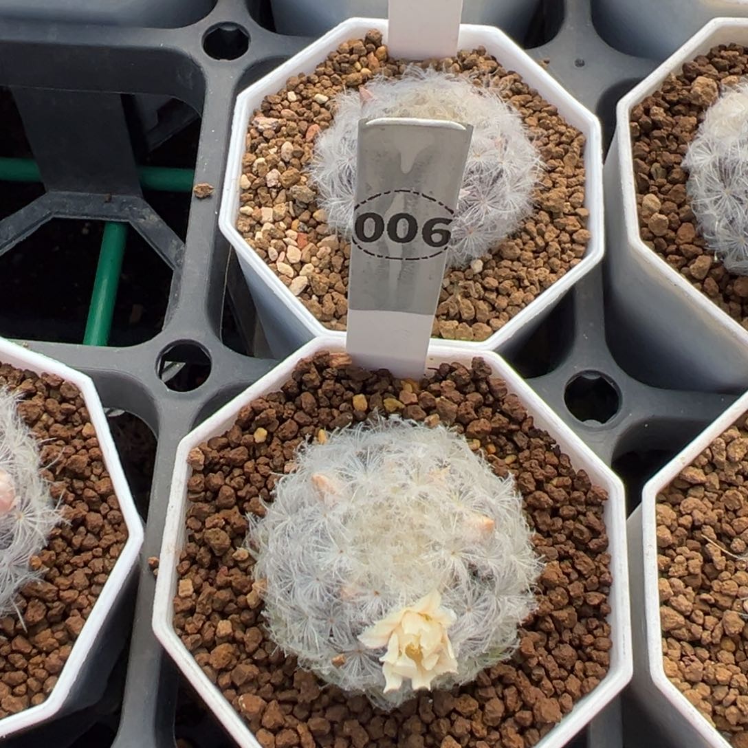 A***I两颗白星多肉植物带盆土360 006