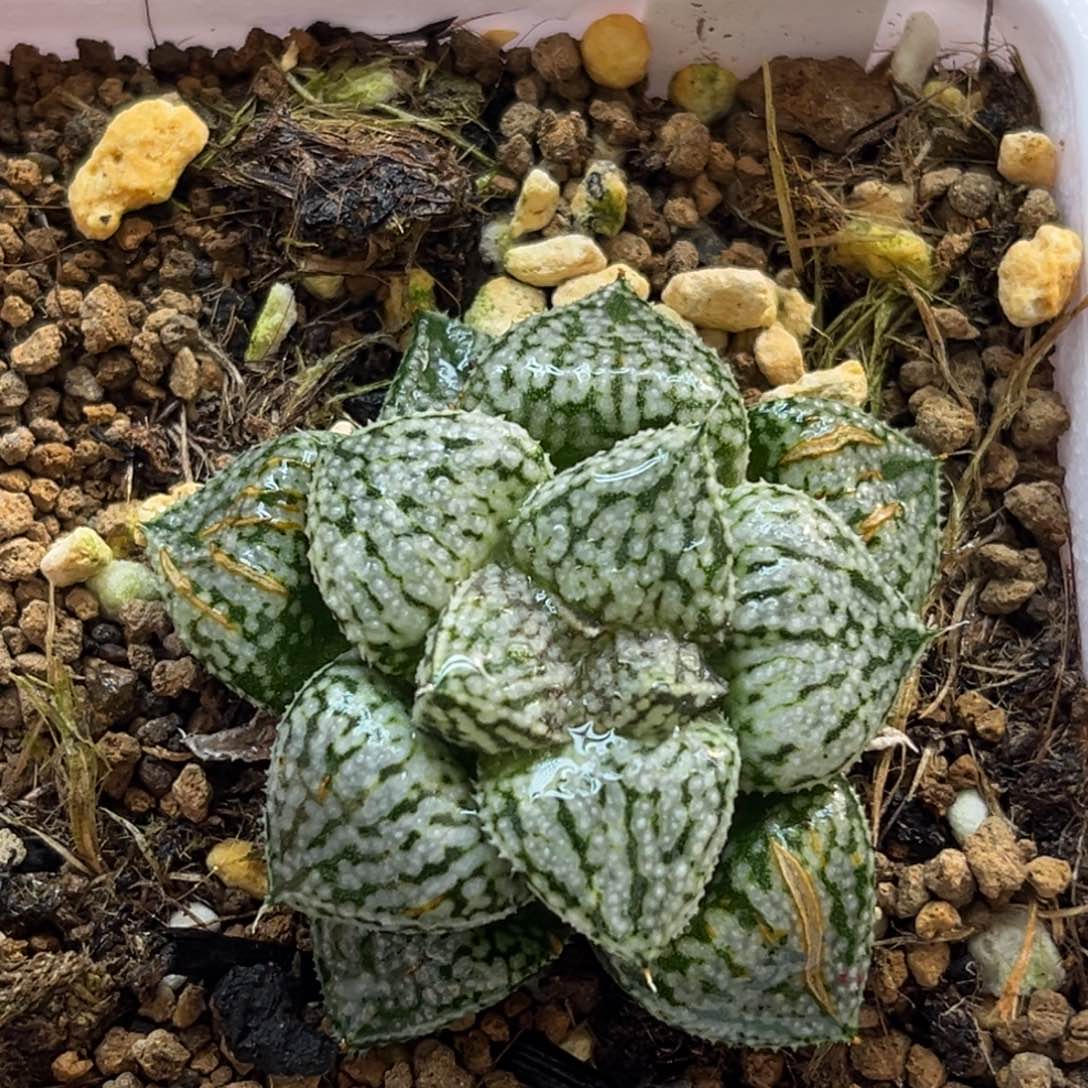 23实生白银福利专场