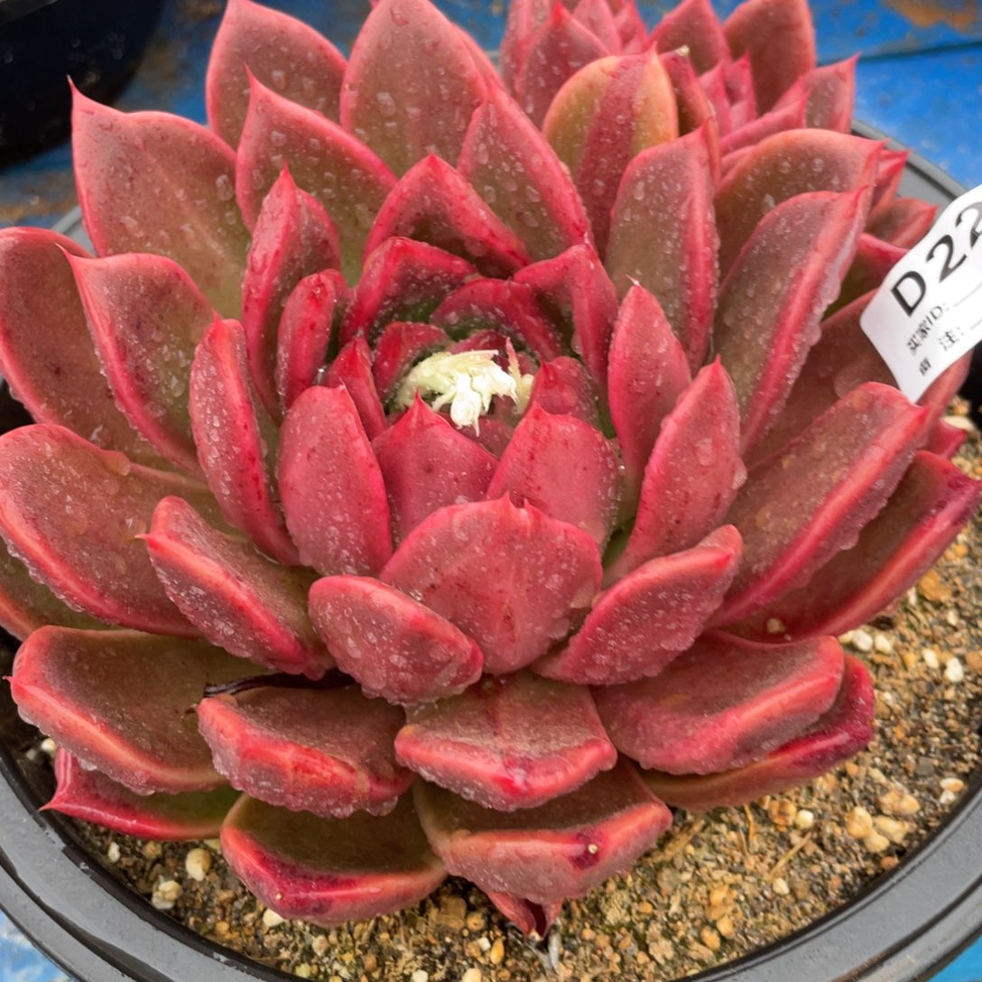 无花朵若如东云组拍D223