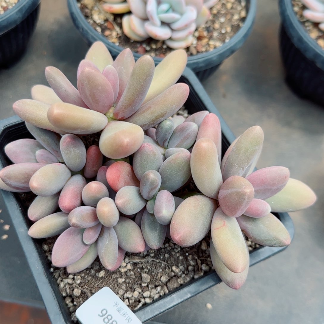 糖果美人，9880多肉植物