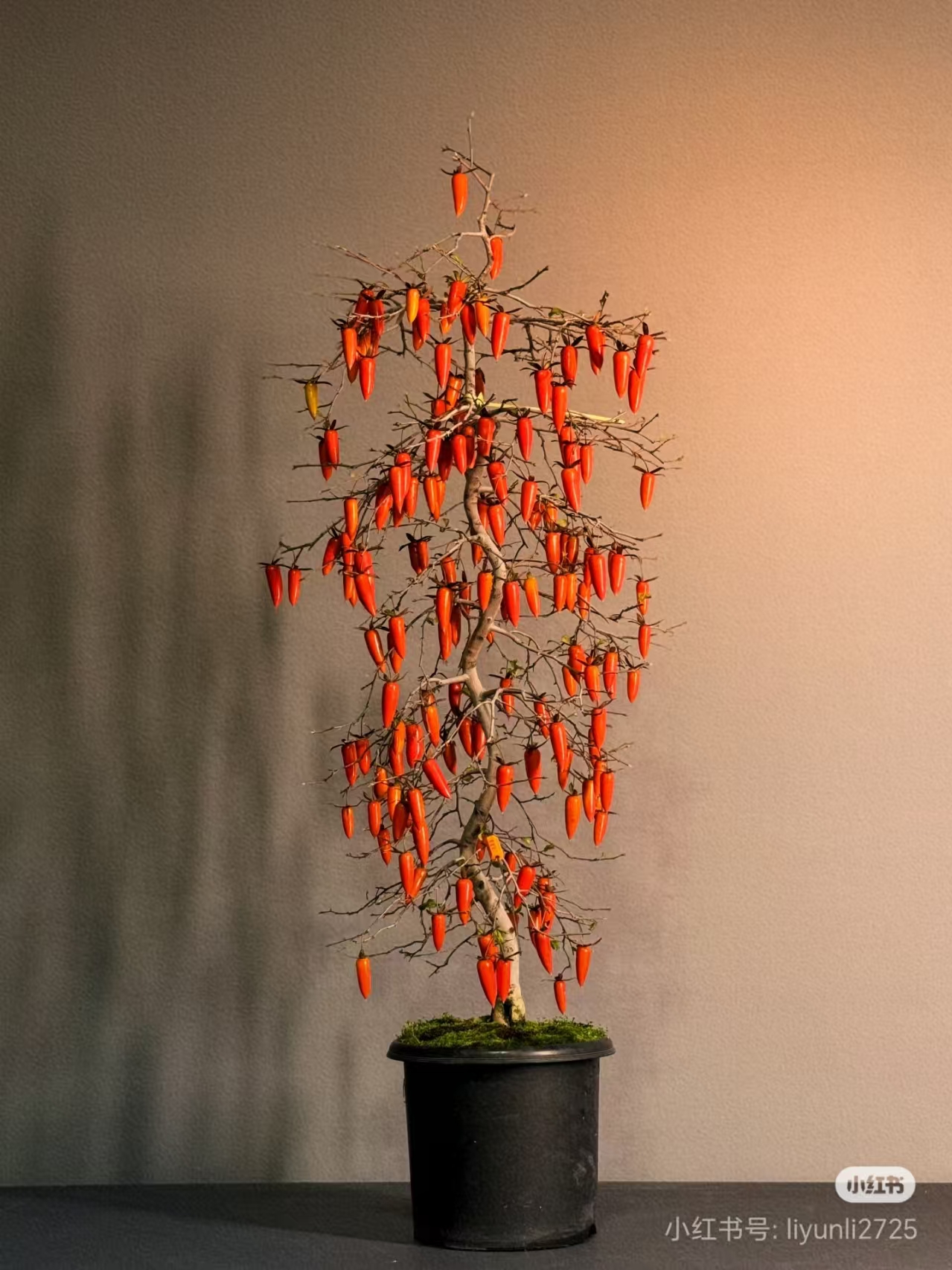 （老鸦柿）盆景素材 直播链接