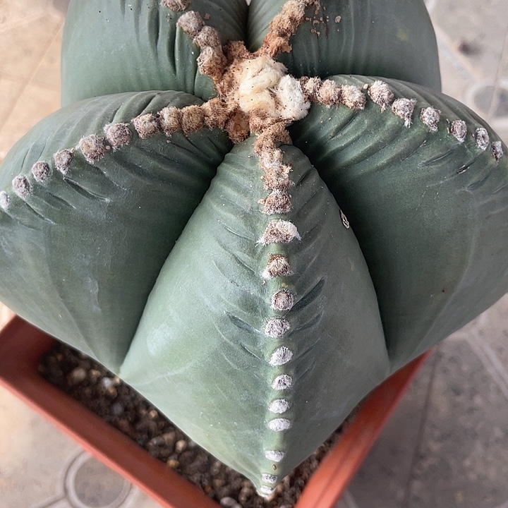 实生鸾凤玉仙人球一颗