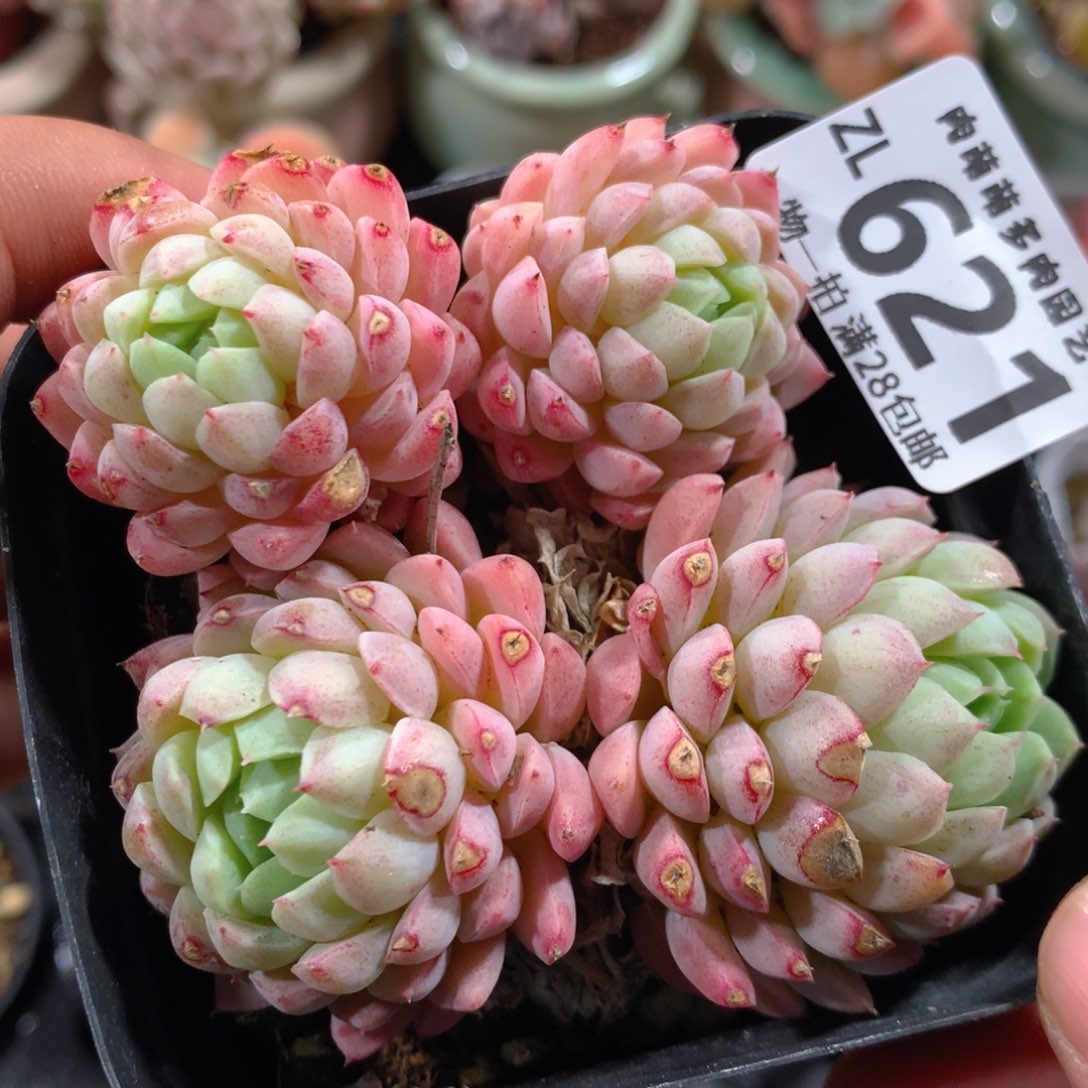 5CM拇指盆精控多肉ZL621