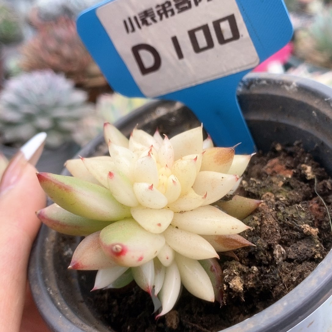 100东云锦锦锦锦锦锦