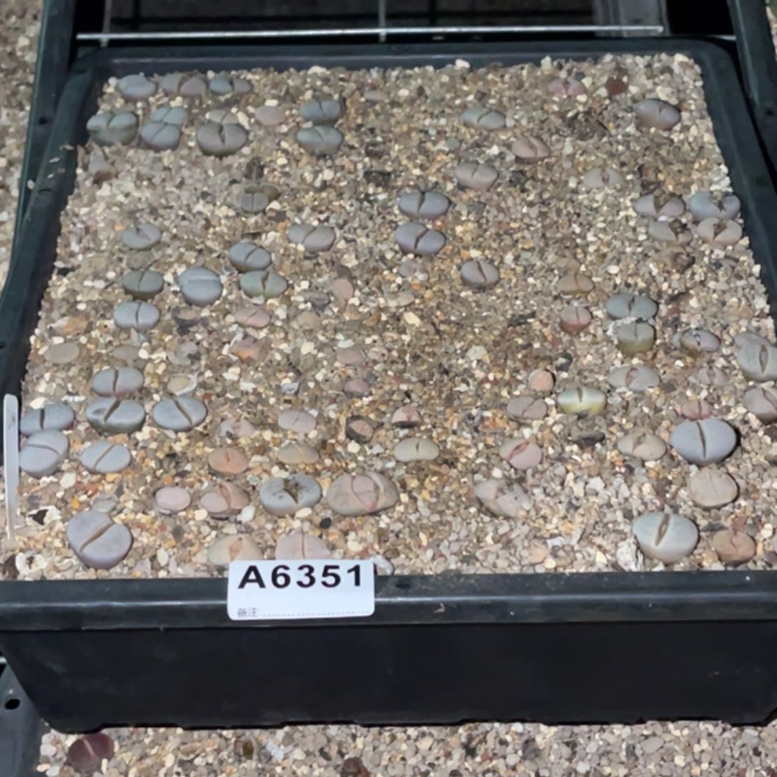 小***呀6351福利筐1不售后