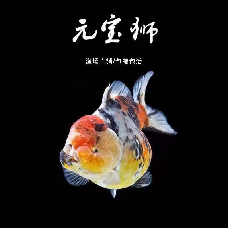 可爱元宝狮千褶兰寿百褶泰狮观赏鱼金鱼淡水鱼耐活（直播间专拍）