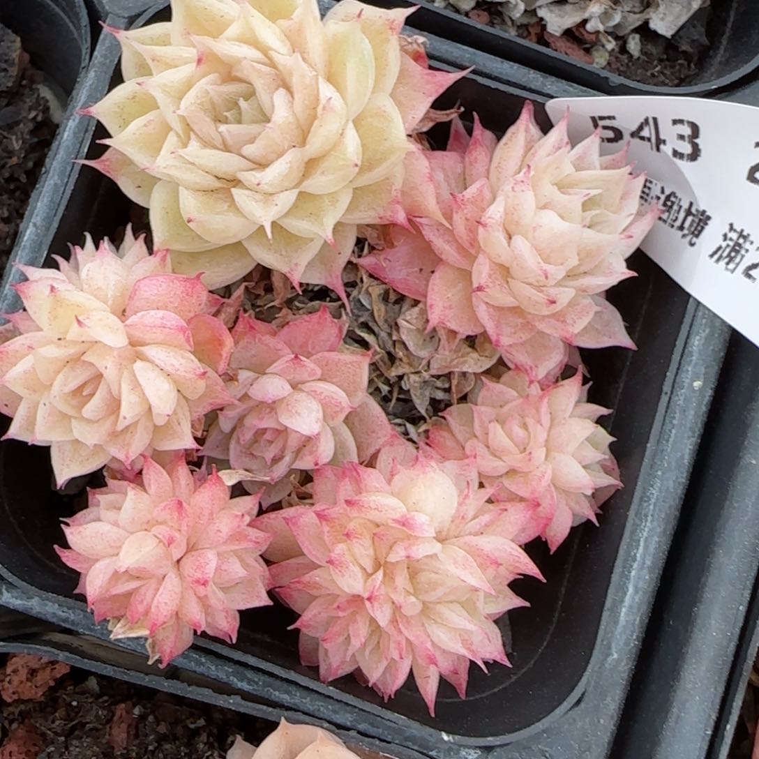 花语逸境0216-543散