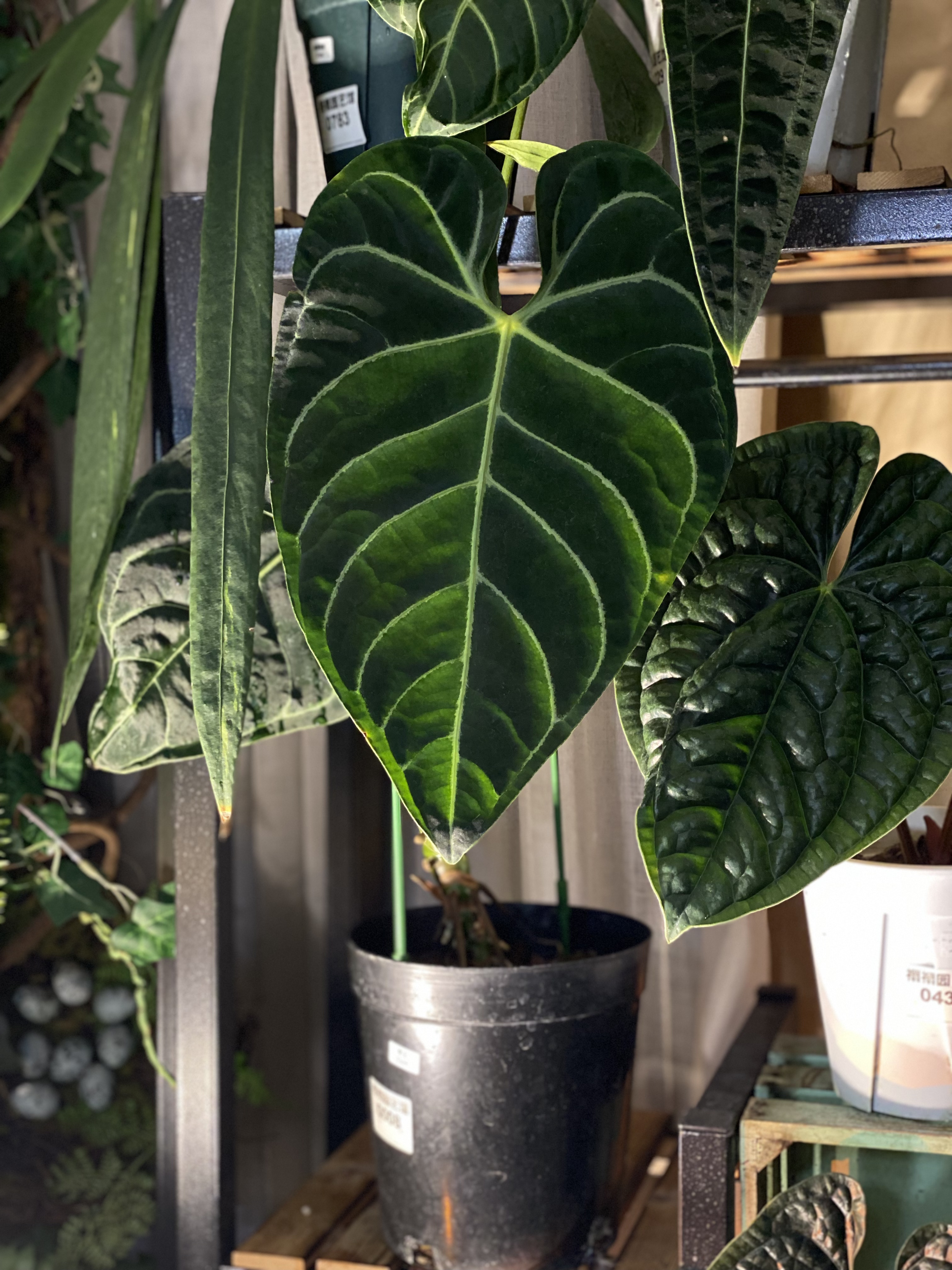 帝王花烛180盆叶长33厘米